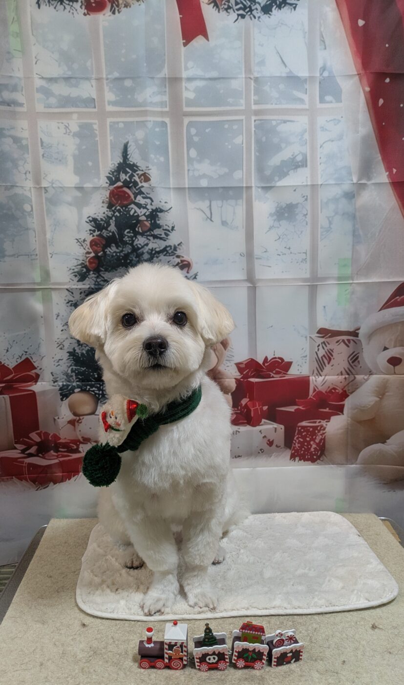 江東区でトリミングならQueen's Spa | 丁寧な接客と上質な施術をご提供