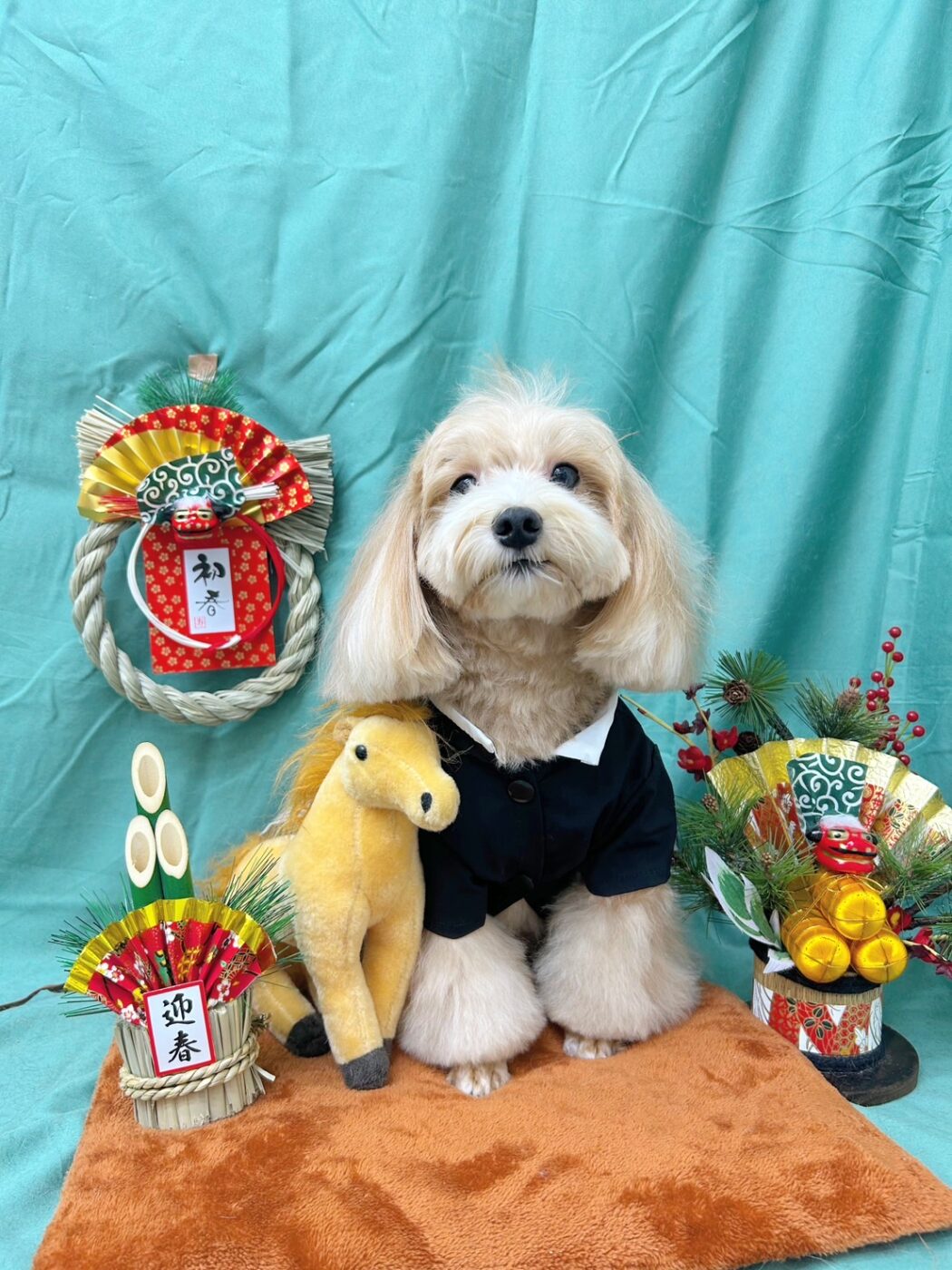 江東区でトリミングならQueen's Spa | 丁寧な接客と上質な施術をご提供