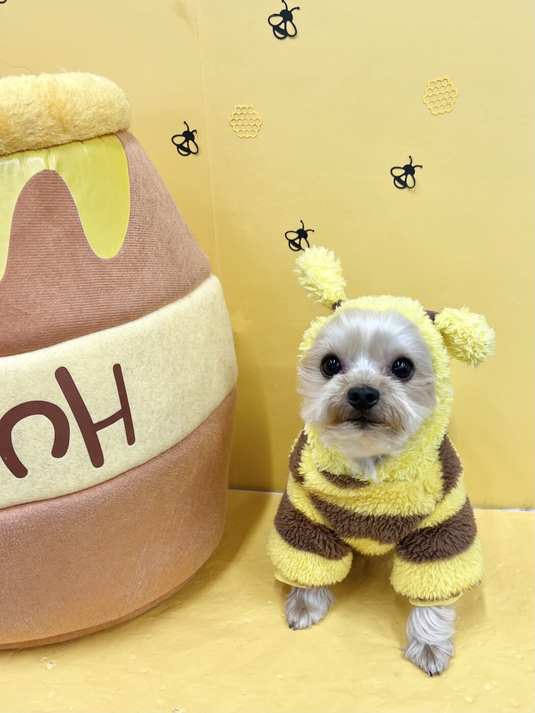 柴犬くうちゃん　様専アガリクスエキス　仙生露　4箱 柴犬くうちゃん 様専アガリクスエキス 仙生露 4箱 【公式通販】